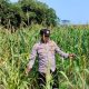 Cek Lahan Jagung, Polsek BP Peliung Perkuat Ketahanan Pangan