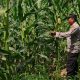 Kasium Polsek BP Peliung Pantau Lahan Jagung