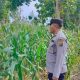 Polsek BP Peliung Optimalkan Lahan Jagung