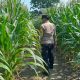 Monitoring Jagung, Kanit Bimas Dorong Lahan Produktif