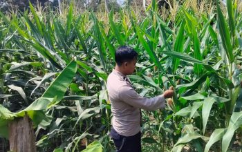 Kanit Bimas Polsek BP Peliung Perkuat Pendampingan Petani Lewat Monitoring Lahan Jagung Ketahanan Pangan