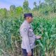 Kasium Polsek BP Peliung Tinjau Lahan Jagung di Bantan Pelita, Pastikan Program Ketahanan Pangan Berjalan Optimal