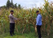 Polsek BP Peliung Intensif Dampingi Kelompok Tani, Pertumbuhan Jagung Ketahanan Pangan Terus Dipantau