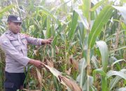 Polsek BP Peliung Intensif Pantau Pertumbuhan Jagung, Wujud Nyata Dukung Ketahanan Pangan Nasional