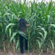 Polsek BP Peliung Tingkatkan Pengawasan Lahan Jagung di Desa Bantan Demi Sukseskan Ketahanan Pangan