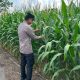 Monitoring Rutin di Desa Pahang Asri, Kanit Bimas Polsek BP Peliung Pastikan Tanaman Jagung Tumbuh Optimal