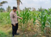 Pastikan Tanaman Tumbuh Optimal, Kanit Provost Polsek BP Peliung Rutin Awasi Lahan Jagung Binaan