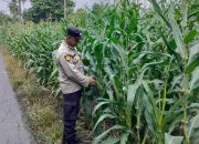 Tinjau Pertumbuhan Jagung di Desa Bantan Pelita, Bhabinkamtibmas Polsek BP Peliung Dukung Ketahanan Pangan