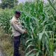 Tinjau Pertumbuhan Jagung di Desa Bantan Pelita, Bhabinkamtibmas Polsek BP Peliung Dukung Ketahanan Pangan