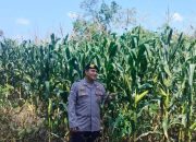 Rutin Pantau Pertumbuhan Jagung, Polsek BP Peliung Perkuat Dukungan terhadap Program Ketahanan Pangan Nasional