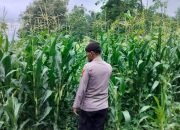 Optimalkan Lahan Produktif, Polsek BP Peliung Intensifkan Pemantauan Tanaman Jagung Binaan