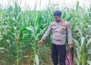 Kanit Bimas Polsek BP Peliung Tinjau Lahan Jagung Binaan, Wujud Nyata Dukung Ketahanan Pangan Nasional