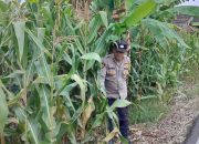 Monitoring Tanaman Jagung Terus Digencarkan, Kanit Provost Polsek BP Peliung Pastikan Program Ketahanan Pangan Berjalan Optimal