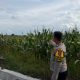 Dukung Swasembada Pangan, Bhabinkamtibmas Polsek Madang Suku I Tinjau Lahan Jagung Milik Petani