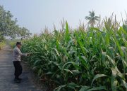 Pantau Pertumbuhan Jagung, Polsek BP Peliung Perkuat Dukungan terhadap Program Ketahanan Pangan