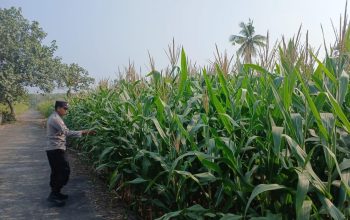 Pantau Pertumbuhan Jagung, Polsek BP Peliung Perkuat Dukungan terhadap Program Ketahanan Pangan