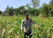 Polsek Buay Pemuka Peliung Dampingi Petani, Pastikan Tanaman Jagung Tumbuh Optimal