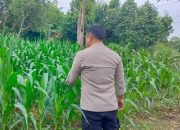 Monitoring Rutin Tanaman Jagung, Polsek BP Peliung Optimalkan Pendampingan Ketahanan Pangan