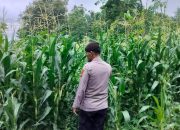 Kanit Provos Polsek BP Peliung Tinjau Pertumbuhan Jagung di Desa Pulau Negara