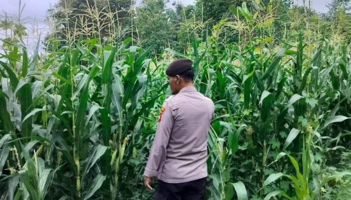 Kanit Provos Polsek BP Peliung Tinjau Pertumbuhan Jagung di Desa Pulau Negara