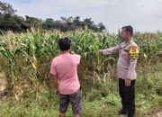 Aipda Maulana Malik Tinjau Lahan Jagung Warga, Polsek Madang Suku I Perkuat Dukungan Program Ketahanan Pangan