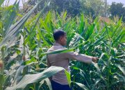 Optimalkan Lahan Kosong, Bhabinkamtibmas Polsek Buay Pemuka Peliung Pantau Pertumbuhan Jagung Ketahanan Pangan