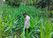 Kanit Bimas Polsek Buay Pemuka Peliung Intensif Pantau Lahan Jagung, Perkuat Ketahanan Pangan Nasional