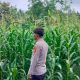 Pastikan Tanaman Tumbuh Optimal, Kanit Provos Polsek Buay Pemuka Peliung Monitoring Lahan Jagung Ketahanan Pangan