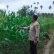Bhabinkamtibmas Polsek Buay Pemuka Peliung Perkuat Pendampingan Petani Lewat Monitoring Lahan Jagung di Negeri Pakuan