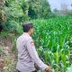 Kanit Provos Polsek Buay Pemuka Peliung Tinjau Lahan Jagung di Desa Bantan, Wujud Dukungan Ketahanan Pangan