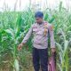 Kasium Polsek Buay Pemuka Peliung Tinjau Perkembangan Jagung di Desa Saung, Dukung Program Ketahanan Pangan