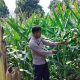 Bhabinkamtibmas Polsek BP Peliung Pantau Pertumbuhan Jagung di Desa Negeri Pakuan, Perkuat Ketahanan Pangan Nasional