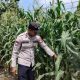 Kanit Binmas Polsek BP Peliung Monitoring Lahan Jagung di Desa Banu Mas, Wujud Nyata Dukung Ketahanan Pangan Nasional