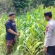 Kanit Binmas Polsek BP Peliung Tinjau Lahan Jagung di Desa Bantan, Dorong Produktivitas Petani Demi Ketahanan Pangan