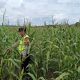 Dukung Program Ketahanan Pangan Nasional, Aipda Saleh Monitoring Pertumbuhan Tanaman Jagung