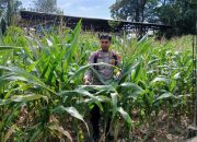 Bhabinkamtibmas Polsek Buay Pemuka Peliung Intensif Pantau Pertumbuhan Jagung, Perkuat Program Ketahanan Pangan Nasional