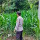 Kanit Bimas Polsek Buay Pemuka Peliung Pastikan Pertumbuhan Jagung Binaan Tetap Optimal