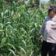 Monitoring Lahan Jagung Binaan, Bhabinkamtibmas Polsek Buay Pemuka Peliung Perkuat Ketahanan Pangan Nasional