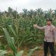 Bhabinkamtibmas Polsek Madang Suku I Pantau Pertumbuhan Jagung di Harjomulyo Jaya, Dukung Program Ketahanan Pangan