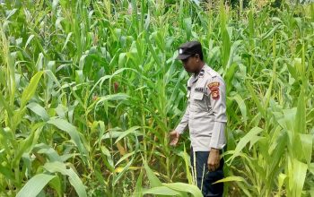 Monitoring Rutin Lahan Jagung, Polsek BP Peliung Perkuat Dukungan terhadap Program Ketahanan Pangan