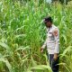 Monitoring Rutin Lahan Jagung, Polsek BP Peliung Perkuat Dukungan terhadap Program Ketahanan Pangan