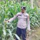 Cek Lahan Jagung di Desa Saung, Kanit Bimas Polsek BP Peliung Pastikan Program Ketahanan Pangan Berjalan Optimal
