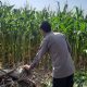 Bhabinkamtibmas Polsek BP Peliung Perkuat Pendampingan Petani, Lahan Jagung di Negeri Pakuan Dipantau Berkala