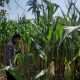 Bripda Aan Tinjau Pertumbuhan Jagung di Desa Bantan, Wujud Nyata Dukungan Polsek BP Peliung terhadap Ketahanan Pangan