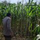 Monitoring Lahan Jagung di Bantan Pelita, Bripda Aan Dorong Optimalisasi Program Ketahanan Pangan