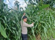Kanit Bimas Polsek BP Peliung Intensif Pantau Pertumbuhan Jagung, Wujud Nyata Dukung Ketahanan Pangan Nasional