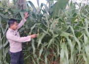 Optimalkan Lahan Produktif, Kanit Bimas Polsek BP Peliung Pantau Pertumbuhan Jagung di Desa Bantan Pelita