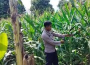 Polsek BP Peliung Perkuat Ketahanan Pangan, Aipda Faryadin Monitoring Lahan Jagung di Desa Pulau Negara
