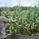 Dukung Swasembada Pangan, Kanit Patroli Polsek BP Peliung Rutin Awasi Pertumbuhan Jagung di Desa Negeri Agung Jaya