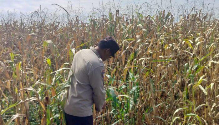 Kanit Patroli Polsek Buay Pemuka Peliung Pantau Lahan Jagung di Pulau Negara, Dukung Ketahanan Pangan Berkelanjutan